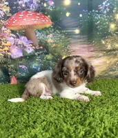 APRI Paxton, a male Miniature Dachshund for sale in Bonne Terre, MO – Photo 3 of 10