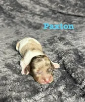 APRI Paxton, a male Miniature Dachshund for sale in Bonne Terre, MO – Photo 1 of 6