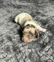 APRI Paxton, a male Miniature Dachshund for sale in Bonne Terre, MO – Photo 5 of 6