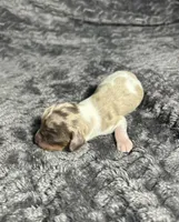 APRI Paxton, a male Miniature Dachshund for sale in Bonne Terre, MO – Photo 4 of 6