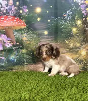 APRI Paxton, a male Miniature Dachshund for sale in Bonne Terre, MO – Photo 5 of 10