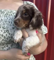APRI Paxton, a male Miniature Dachshund for sale in Bonne Terre, MO – 3 of 10