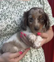 APRI Paxton, a male Miniature Dachshund for sale in Bonne Terre, MO – 2 of 10