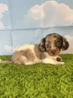 APRI Paxton, a male Miniature Dachshund for sale in Bonne Terre, MO – Photo 7 of 10