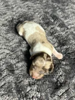 APRI Paxton, a male Miniature Dachshund for sale in Bonne Terre, MO – Photo 6 of 6