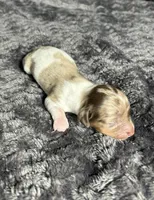 APRI Paxton, a male Miniature Dachshund for sale in Bonne Terre, MO – Photo 3 of 6