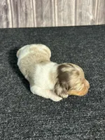 APRI Paxton, a male Miniature Dachshund for sale in Bonne Terre, MO – Photo 10 of 10
