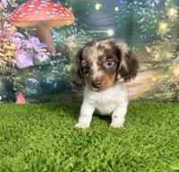 APRI Paxton, a male Miniature Dachshund for sale in Bonne Terre, MO – Photo 4 of 10