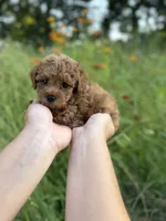 Rosie, a female Poodle - Toy  for sale in Bonne Terre, MO – 4 of 8