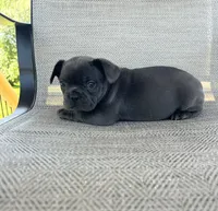 AKC Mabel , a female French Bulldog for sale in Bonne Terre, MO – 3 of 5