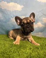 AKC Jagger, a male French Bulldog for sale in Bonne Terre, MO – 2 of 10