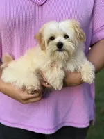 Gilly , a male Maltipoo for sale in Bonne Terre, MO – 3 of 10
