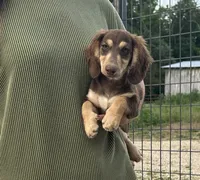 AKC Wilson, a male Miniature Dachshund for sale in Bonne Terre, MO – 2 of 5