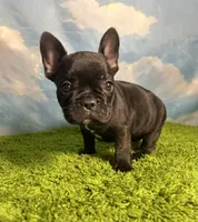 AKC Jada, a female French Bulldog for sale in Bonne Terre, MO – 3 of 8