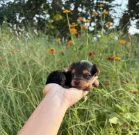 Drew, a male Yorkshire Terrier for sale in Bonne Terre, MO – 7 of 8