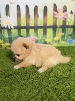 AKC Pebbles, a male Pomeranian for sale in Bonne Terre, MO – 7 of 8