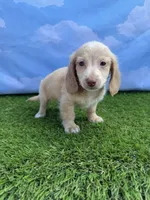 AKC Cash, a male Miniature Dachshund for sale in Bonne Terre, MO – 7 of 9