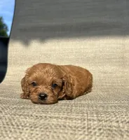 APRI August , a male Cavapoo for sale in Bonne Terre, MO – 2 of 8