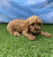 APRI Atlas , a male Cavapoo for sale in Bonne Terre, MO – 2 of 10