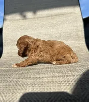 APRI Annie, a female Cavapoo for sale in Bonne Terre, MO – 3 of 7