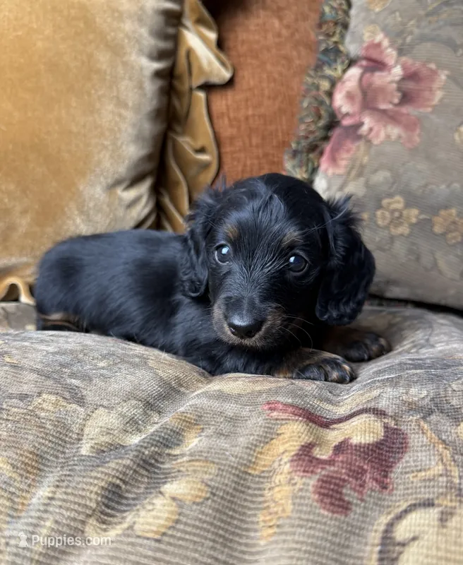 AKC Chloe  – Miniature Dachshund puppy for sale in Bonne Terre, MO