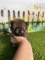 AKC Pip, a male Pomeranian for sale in Bonne Terre, MO – 7 of 10