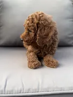 Holden , a male Poodle - Miniature  for sale in Bonne Terre, MO – 3 of 10