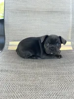 AKC Madden, a male French Bulldog for sale in Bonne Terre, MO – 2 of 7