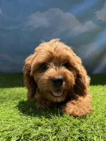 APRI Asher, a male Cavapoo for sale in Bonne Terre, MO – 5 of 10