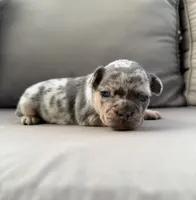 AKC Duncan, a male French Bulldog for sale in Bonne Terre, MO – 7 of 10