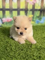 AKC Pebbles, a male Pomeranian for sale in Bonne Terre, MO – 6 of 8