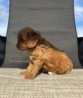 APRI Thatcher , a male Cavapoo for sale in Bonne Terre, MO – 3 of 10