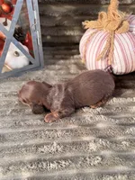AKC Brooks, a male Miniature Dachshund for sale in Bonne Terre, MO – 4 of 6