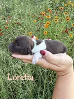 AKC Loretta , a female Miniature Dachshund for sale in Bonne Terre, MO – 1 of 10