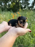 Dottie, a female Yorkshire Terrier for sale in Bonne Terre, MO – 4 of 8
