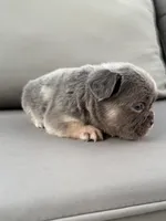 AKC Delta, a female French Bulldog for sale in Bonne Terre, MO – 7 of 10