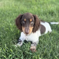 AKC Twix, a male Miniature Dachshund for sale in Bonne Terre, MO – 4 of 10