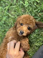 Livia , a female Poodle - Miniature  for sale in Bonne Terre, MO – 5 of 6