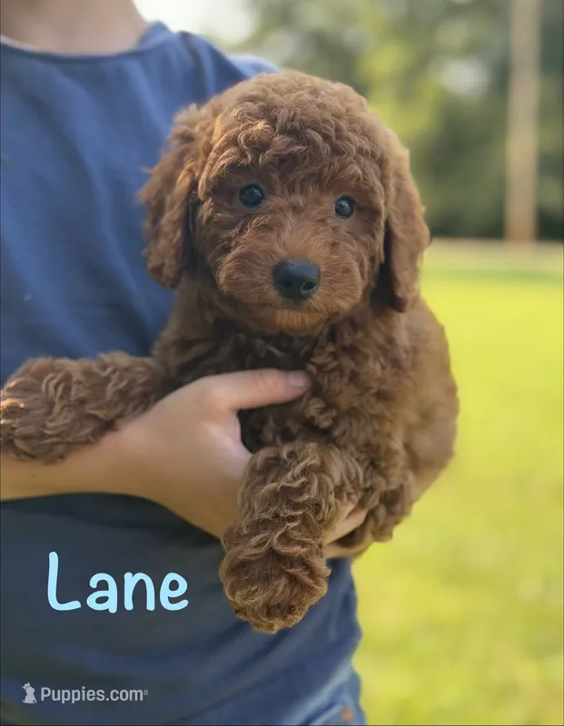 Lane  – Poodle - Miniature  puppy for sale in Bonne Terre, MO
