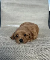APRI Tessa , a female Cavapoo for sale in Bonne Terre, MO – 8 of 10