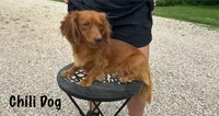 AKC Colter, a male Miniature Dachshund for sale in Bonne Terre, MO – 10 of 10