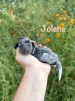 AKC Jolene , a female Miniature Dachshund for sale in Bonne Terre, MO – 1 of 10