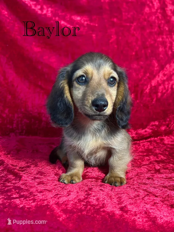 AKC Baylor  – Miniature Dachshund puppy for sale in Bonne Terre, MO