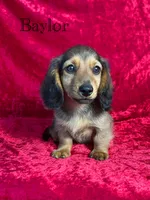 AKC Baylor , a male Miniature Dachshund for sale in Bonne Terre, MO – 1 of 10