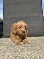 APRI Talon , a male Cavapoo for sale in Bonne Terre, MO – 9 of 10