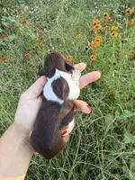 AKC Loretta , a female Miniature Dachshund for sale in Bonne Terre, MO – 6 of 10