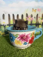 AKC Pip, a male Pomeranian for sale in Bonne Terre, MO – 4 of 10