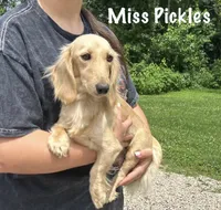 AKC Parker, a male Miniature Dachshund for sale in Bonne Terre, MO – 9 of 10