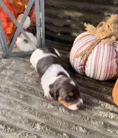 AKC Bailey, a female Miniature Dachshund for sale in Bonne Terre, MO – 7 of 7