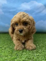 APRI Atlas , a male Cavapoo for sale in Bonne Terre, MO – 6 of 10